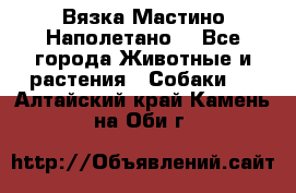 Вязка Мастино Наполетано  - Все города Животные и растения » Собаки   . Алтайский край,Камень-на-Оби г.